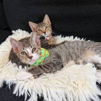 Rescue Domestic Short Hair and Tabby Cats for Adoption in Coral Gables, Florida - Cleo And Pebble | PetCurious
