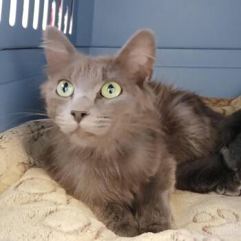 Morsel -  Domestic Medium Hair Cat for Adoption in Kanab, Utah - Morsel | PetCurious
