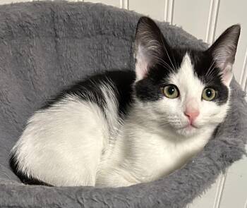 Posh -  Domestic Short Hair Cat for Adoption in Springfield, Pennsylvania - Posh | PetCurious