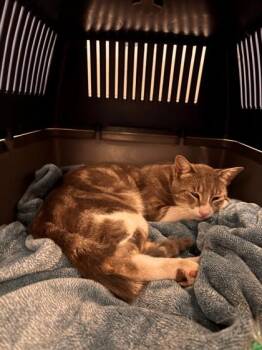 Loupy -  Domestic Short Hair Cat for Adoption in Montreal, Quebec - Loupy | PetCurious