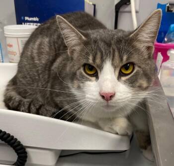 Domestic Short Hair Cats Available for Adoption - Dino | PetCurious