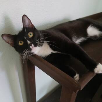 Rescue Domestic Short Hair Cats for Adoption in Garden Grove, California - Charlie | PetCurious