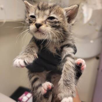 Rescue Domestic Short Hair Cats for Adoption in Taos, New Mexico - Acacia | PetCurious