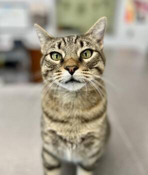 Domestic Short Hair and Tabby Cats Available for Adoption in Jamestown, California - Maisie | PetCurious