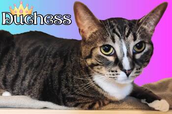 Duchess -  Tabby and Domestic Short Hair Cat for Adoption in Pensacola, Florida - Duchess | PetCurious