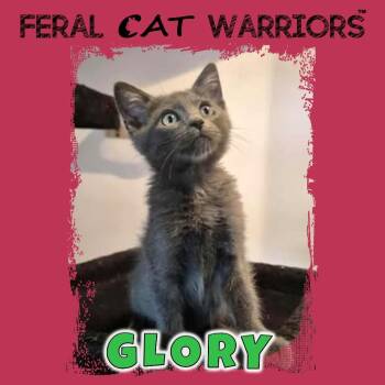 Domestic Short Hair Cats Available for Adoption - Glory | PetCurious