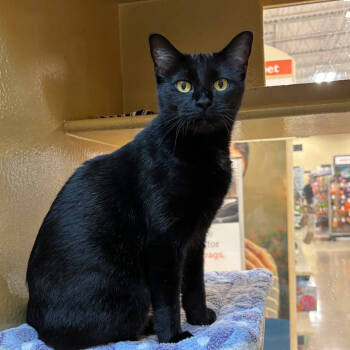 Rescue Domestic Short Hair Cats for Adoption in Houston, Texas - Willow | PetCurious