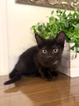 Pepper-Transport -  Domestic Short Hair Cat for Adoption in Gradyville, Kentucky - Pepper-Transport | PetCurious