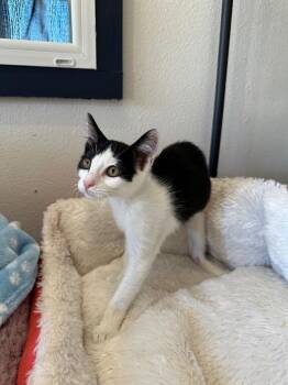 Pony -  Domestic Short Hair Cat for Adoption in Newberg, Oregon - Pony | PetCurious