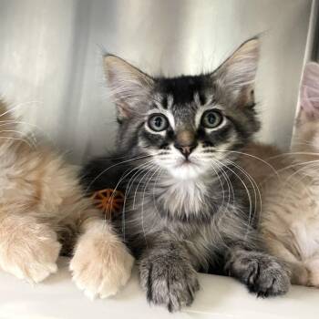 Mylanta -  Domestic Medium Hair Cat for Adoption in Carencro, Louisiana - Mylanta | PetCurious
