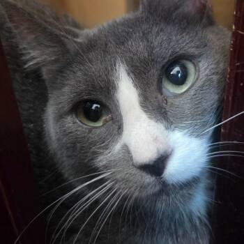 ahyeon -  American Shorthair and British Shorthair Cat for Adoption in Klamath Falls, Oregon - Ahyeon | PetCurious