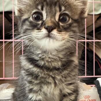 The Morrigan -  Domestic Medium Hair Cat for Adoption in Los Angeles, California - The Morrigan | PetCurious