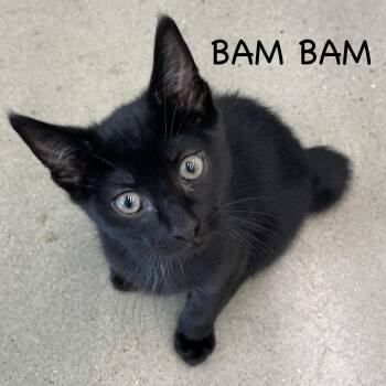 Bam Bam -  Domestic Short Hair Cat for Adoption in Hazlet, New Jersey - Bam Bam | PetCurious