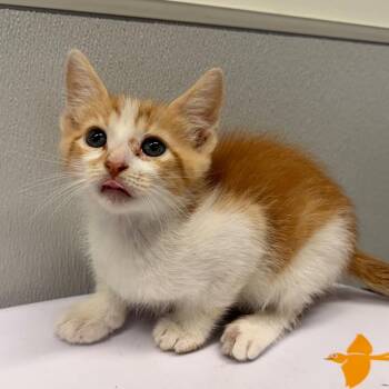 Solomon -  Domestic Short Hair Cat for Adoption in Tampa, Florida - Solomon | PetCurious