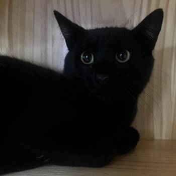 Domestic Short Hair Cats Available for Adoption in Yucca Valley, California - Calvin | PetCurious