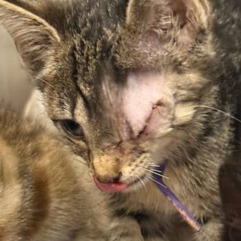 Snorkel -  Domestic Short Hair Cat for Adoption in Wheeling, Illinois - Snorkel | PetCurious