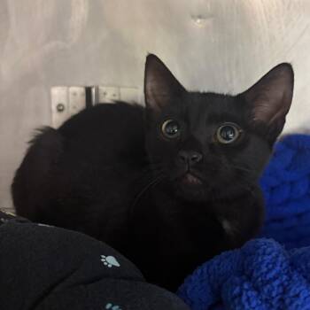 Inky -  Domestic Short Hair Cat for Adoption in San Jacinto, California - Inky | PetCurious