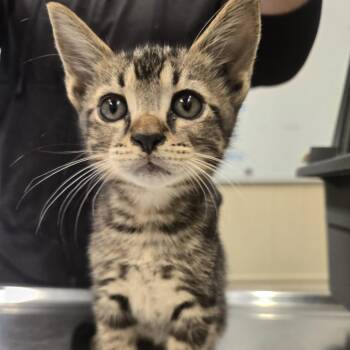 Bmo -  Domestic Short Hair Cat for Adoption in Lake Panasoffkee, Florida - Bmo | PetCurious