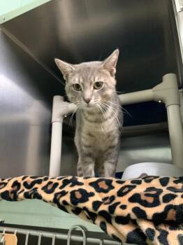 Jeff -  Domestic Short Hair Cat for Adoption in Waverly, Tennessee - Jeff | PetCurious