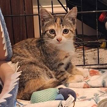Gadget -  Domestic Short Hair Cat for Adoption in New York, New York - Gadget | PetCurious