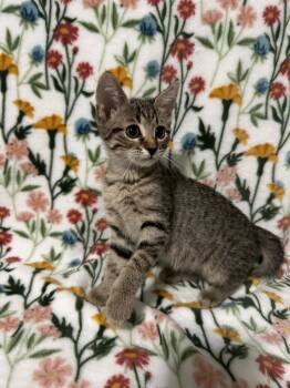 Rescue Domestic Short Hair Cats for Adoption in Miami, Oklahoma - Maria | PetCurious