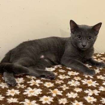 Mollie -  Domestic Short Hair Cat for Adoption in Durham, North Carolina - Mollie | PetCurious