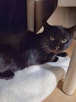 Thomas -  Domestic Short Hair Cat for Adoption in Cobourg, Ontario - Thomas | PetCurious