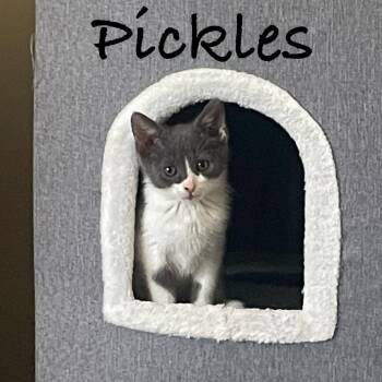 Pickles -  Domestic Short Hair Cat for Adoption in Carmel, Indiana - Pickles | PetCurious