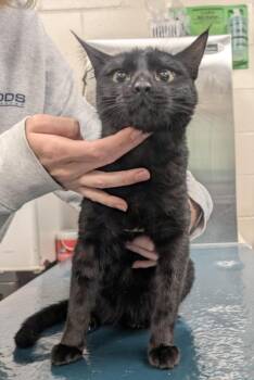 Domestic Short Hair Cats Available for Adoption in Mobile, Alabama - KITTY | PetCurious