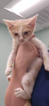 Jim -  Domestic Short Hair Cat for Adoption in Athens, Tennessee - Jim | PetCurious