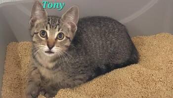 Tony Aries -  Domestic Short Hair Cat for Adoption in Diamond Springs, California - Tony Aries | PetCurious