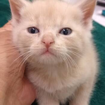 Rescue Domestic Short Hair Cats for Adoption in Grand Rapids, Minnesota - Sunny | PetCurious