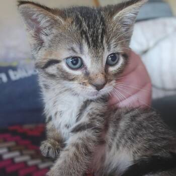 C328 Litter Meowjic -  Domestic Short Hair and Tabby Cat for Adoption in Livonia, Michigan - C328 Litter Meowjic | PetCurious