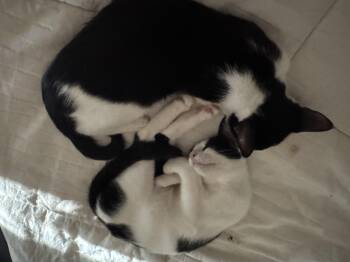 Rescue Domestic Short Hair Cats for Adoption in West Springfield, Virginia - Sushi & Wasabi | PetCurious