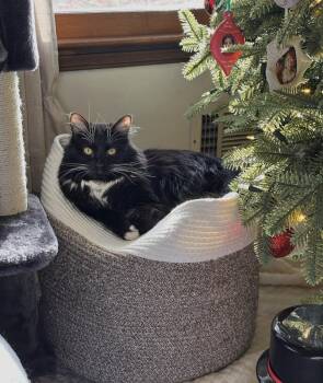 Domestic Long Hair Cats Available for Adoption in Greensboro, Georgia - Clark | PetCurious