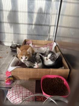 Tomfoolery -  Domestic Short Hair Cat for Adoption in Sevierville, Tennessee - Tomfoolery | PetCurious