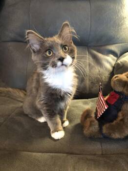 Peter -  Domestic Long Hair Cat for Adoption in Seven Valleys, Pennsylvania - Peter | PetCurious
