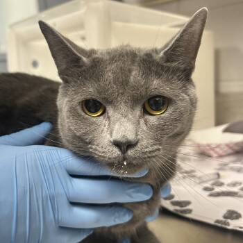 Domestic Short Hair Cats Available for Adoption in Greenville, South Carolina - Mia Rose | PetCurious