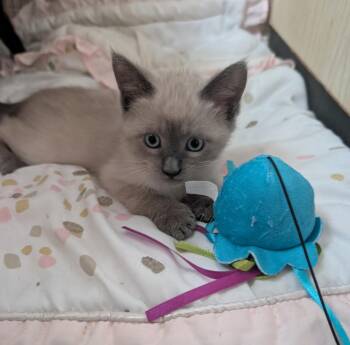 OPAL MAE -  Siamese and Tabby Cat for Adoption in Elgin, South Carolina - OPAL MAE | PetCurious
