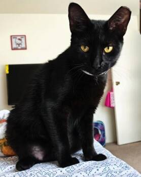 Ivy -  Domestic Short Hair Cat for Adoption in Liverpool, Texas - Ivy | PetCurious