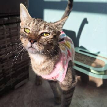 Pretzel -  Domestic Short Hair Cat for Adoption in Attica, New York - Pretzel | PetCurious