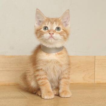 Slink C71296 -  Domestic Short Hair Cat for Adoption in Minnetonka, Minnesota - Slink C71296 | PetCurious