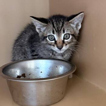 Bramble -  Domestic Short Hair Cat for Adoption in Flagstaff, Arizona - Bramble | PetCurious