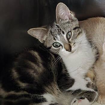 Nebraska 26-173 -  Domestic Short Hair Cat for Adoption in Tawas City, Michigan - Nebraska 26-173 | PetCurious
