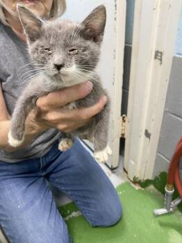 Cappuccino - Not at the Shelter (Donna) -  Domestic Short Hair Cat for Adoption in Rustburg, Virginia - Cappuccino - Not At The Shelter (Donna) | PetCurious