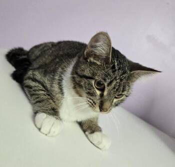 Domestic Short Hair Cats Available for Adoption - Dutton | PetCurious