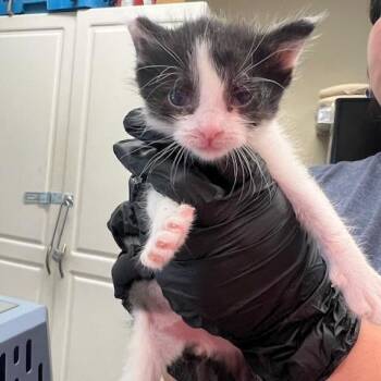 Dustin -  Domestic Short Hair Cat Available for Adoption in Lake Panasoffkee, Florida - Dustin | PetCurious