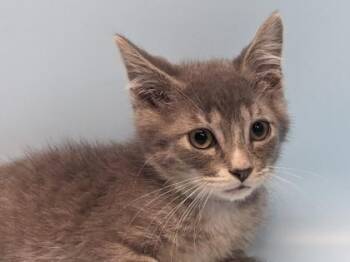 Caviar -  Domestic Short Hair Cat for Adoption in Golden Valley, Minnesota - Caviar | PetCurious