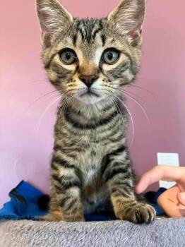 Tumble -  Domestic Short Hair Cat Available for Adoption in Arthurette, New Brunswick - Tumble | PetCurious