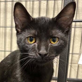 Pixel -  Domestic Short Hair Cat for Adoption in Toms Brook, Virginia - Pixel | PetCurious